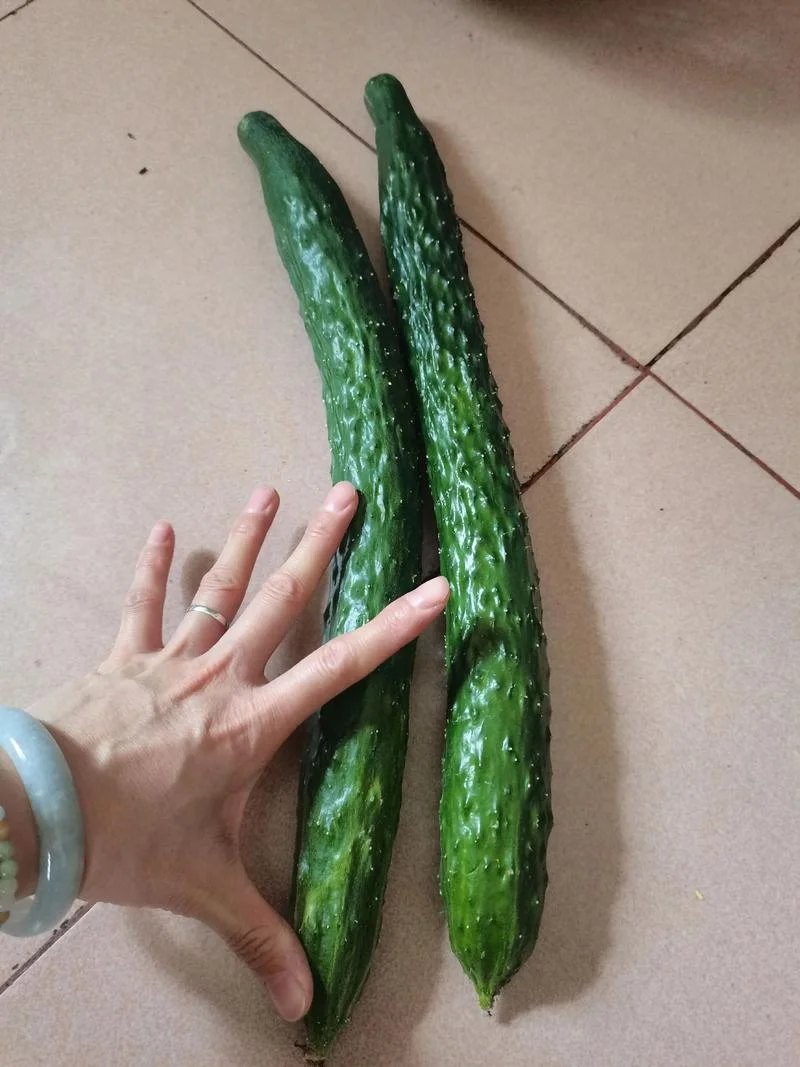 梦见黄瓜长得特别长_1