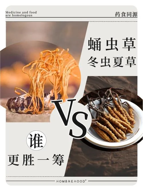 虫草和什么是大补_2