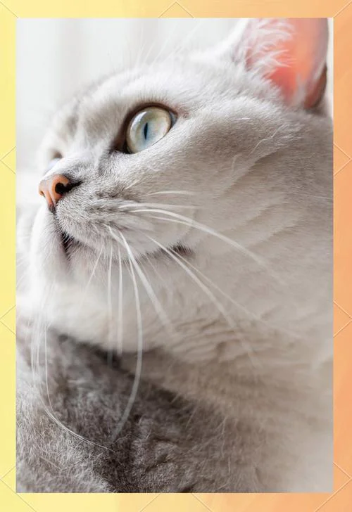 梦见很多只猫是什么意思_2
