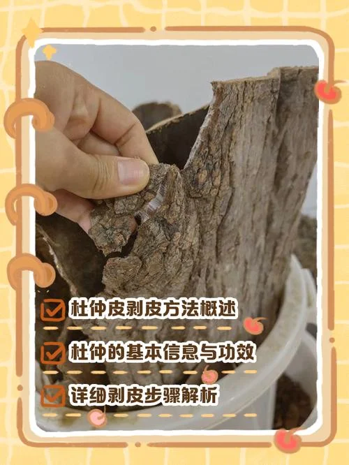 剥皮技能去哪里学-专业剥皮技能去哪学