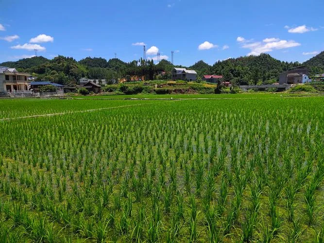 马颈坳属于吉首哪个区-马颈坳属吉首哪个区