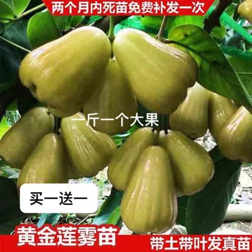 莲雾苗多少钱一棵_2
