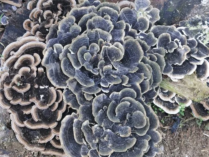 梦见正在生長的菌类_2