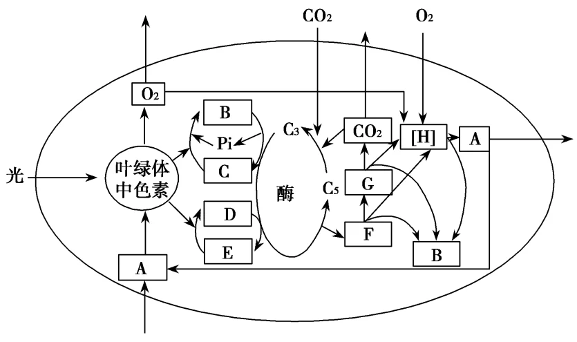 呼吸作用原理_1