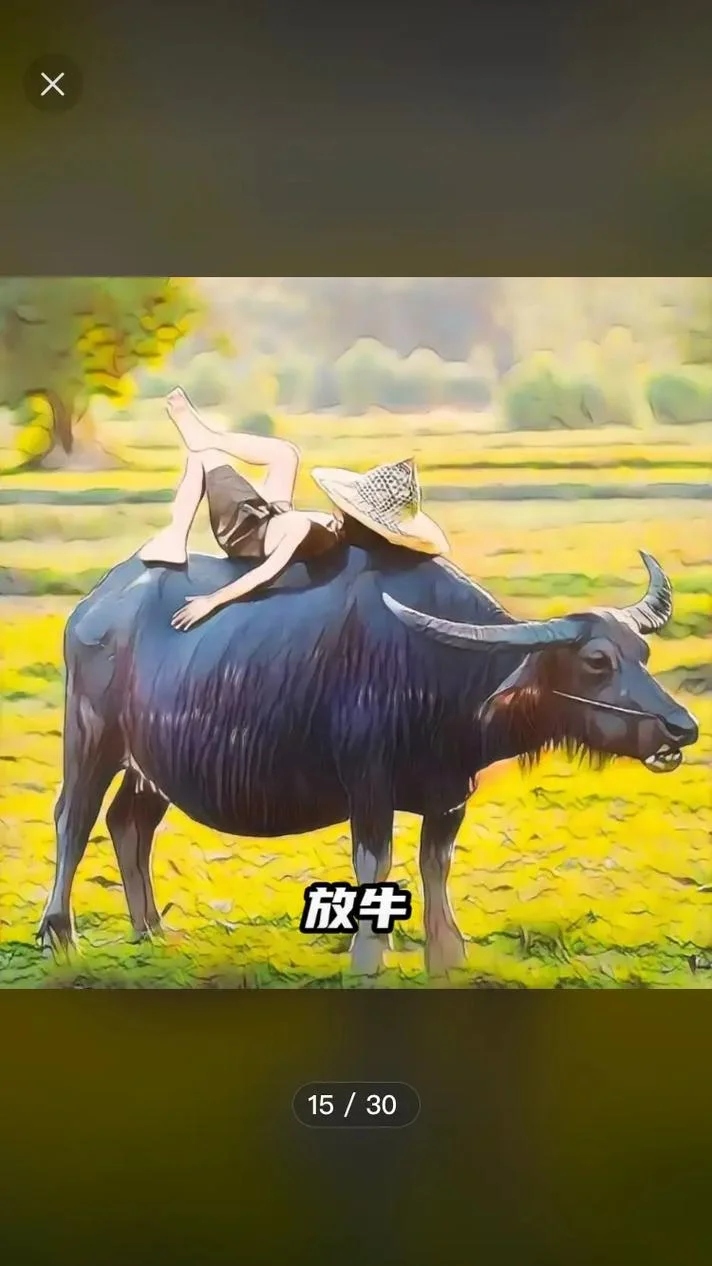 梦见帮别人看牛_1