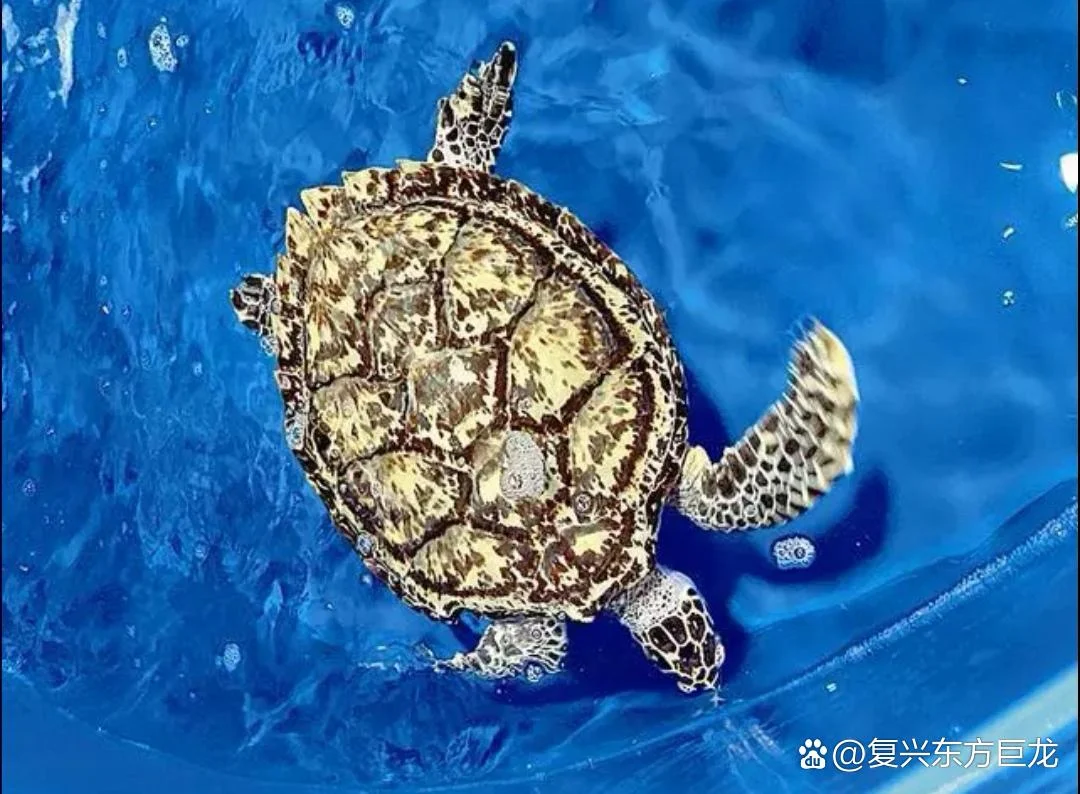 梦见蓝色的大海龟_1