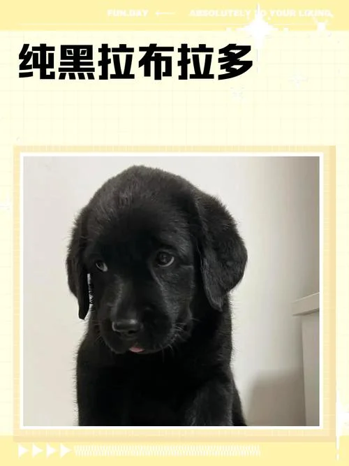 黑色拉布拉多多少钱_1