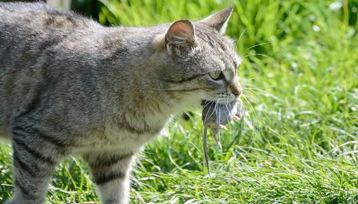 孕妇梦到猫咬自己_2