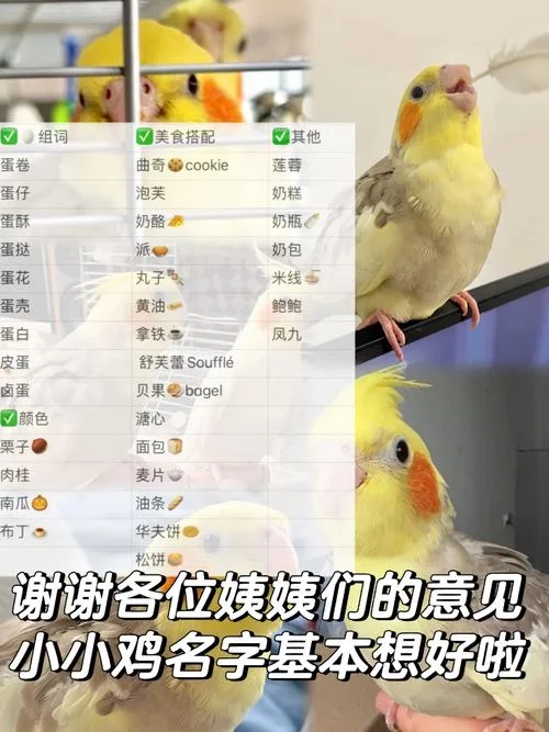 蚂蚁庄园小鸡起名好听_1