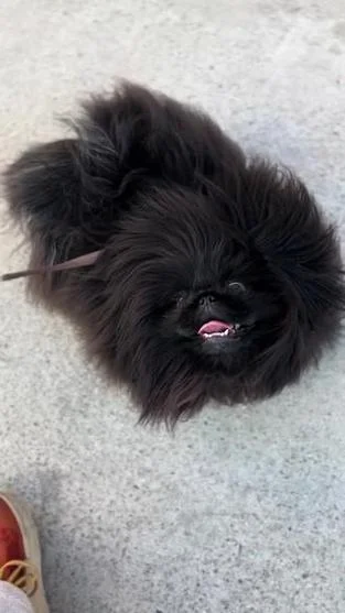 纯种北京犬多少钱一只_1