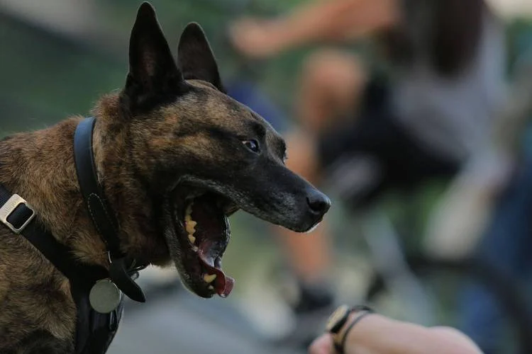 梦见爸爸让狗咬了-梦父被犬咬