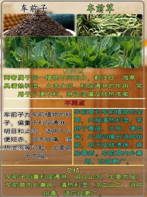 车前子多少钱一斤-车前子现在多少钱一斤