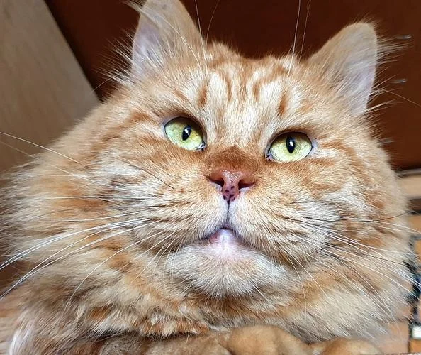大脸猫大脸猫长胡须下一句歌词-大脸猫长胡须曲