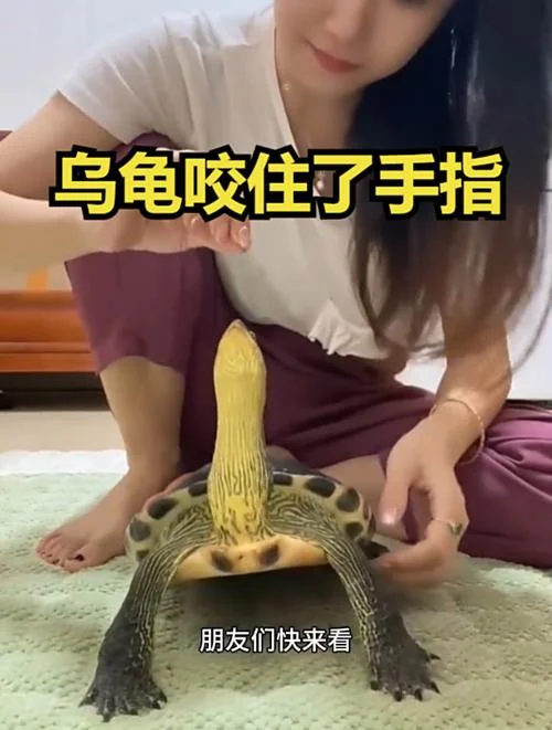 梦到乌龟咬人是什么征兆 女性_1