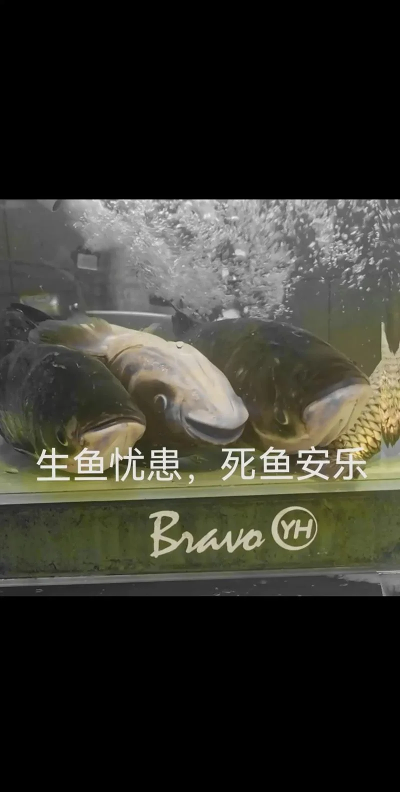 梦见杀小鱼是什么意思_1