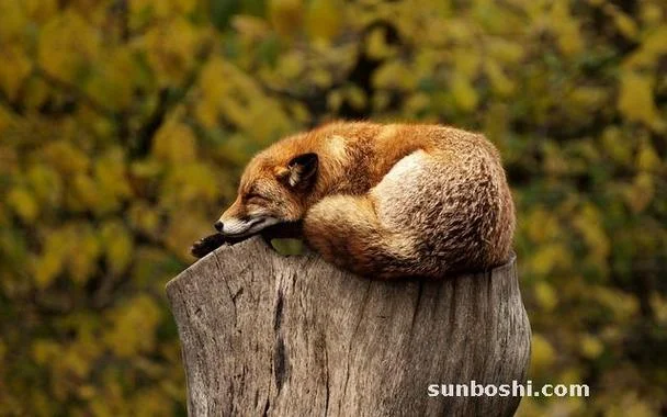 梦见狐狸在飞_2