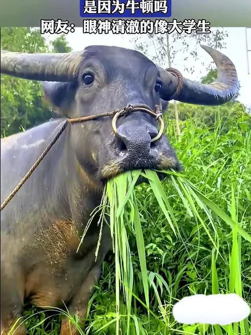 梦见喂牛草是什么意思_2