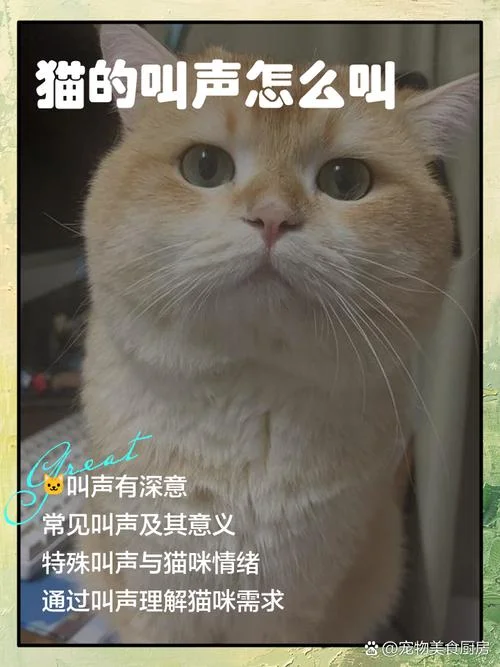 女人梦见猫说人话猫笑-女梦猫言笑人间