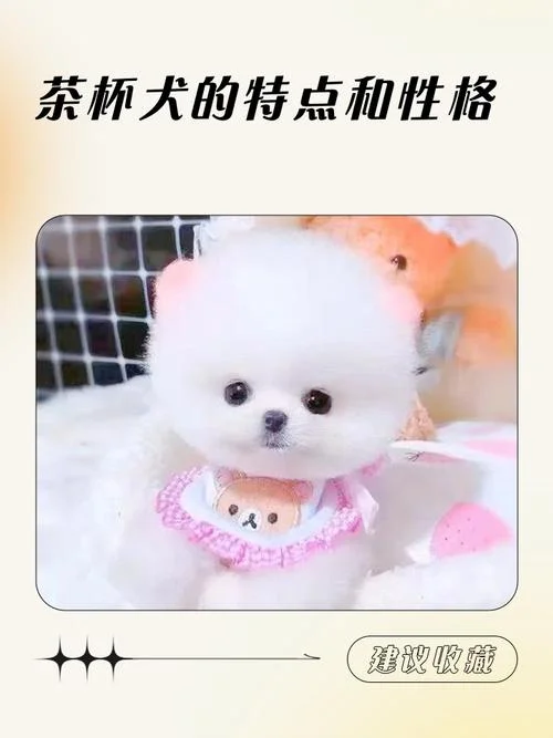 泰迪茶杯犬多少钱_1