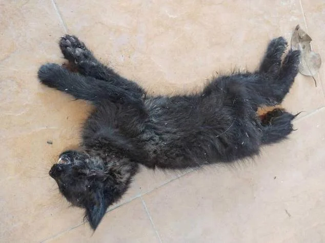 梦见大黑猫是什么意思_2