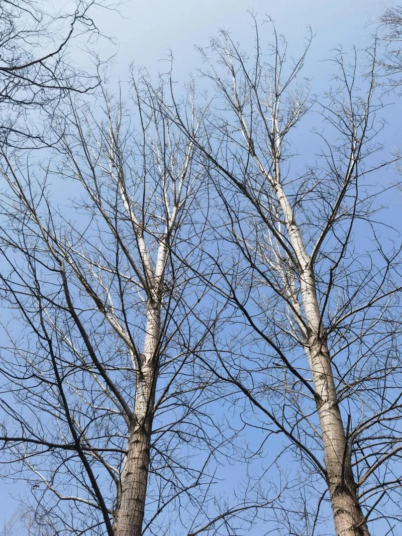 梦见白杨树_1