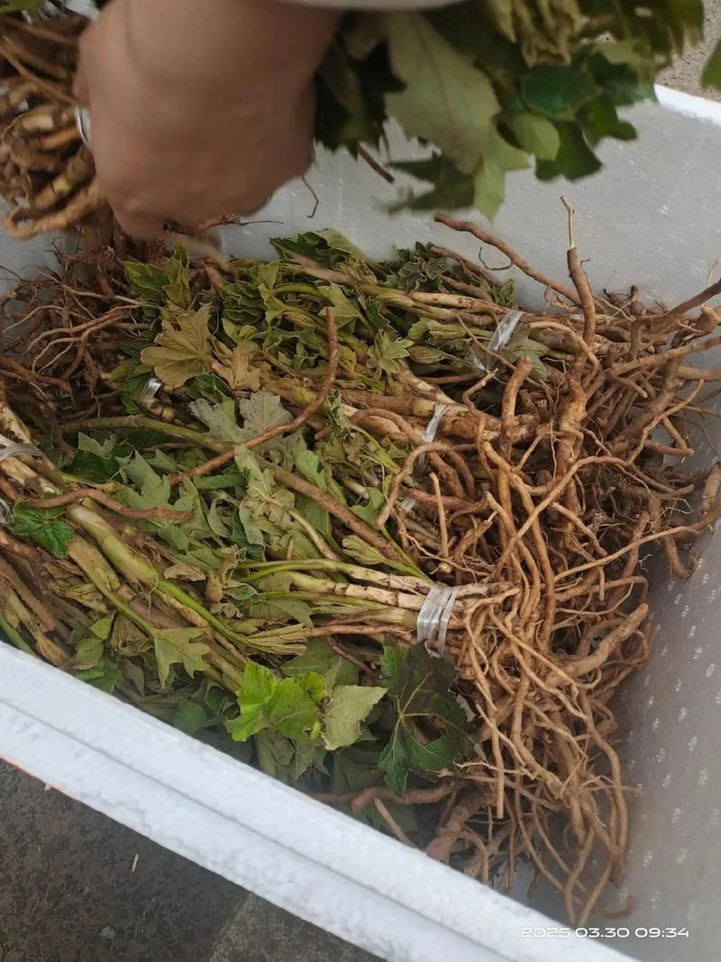 通天草现在叫什么_2