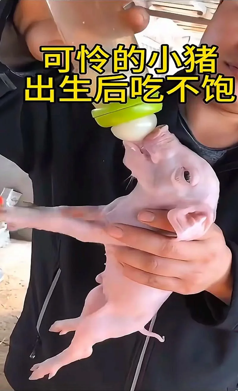 梦见喂小猪_1
