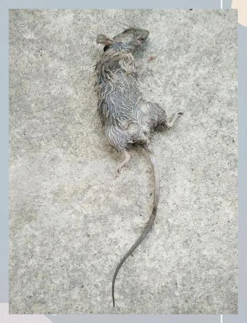 梦见掐死老鼠意味着什么_1