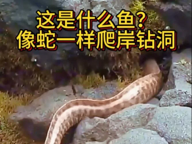 梦到鱼和蛇是什么意思_2