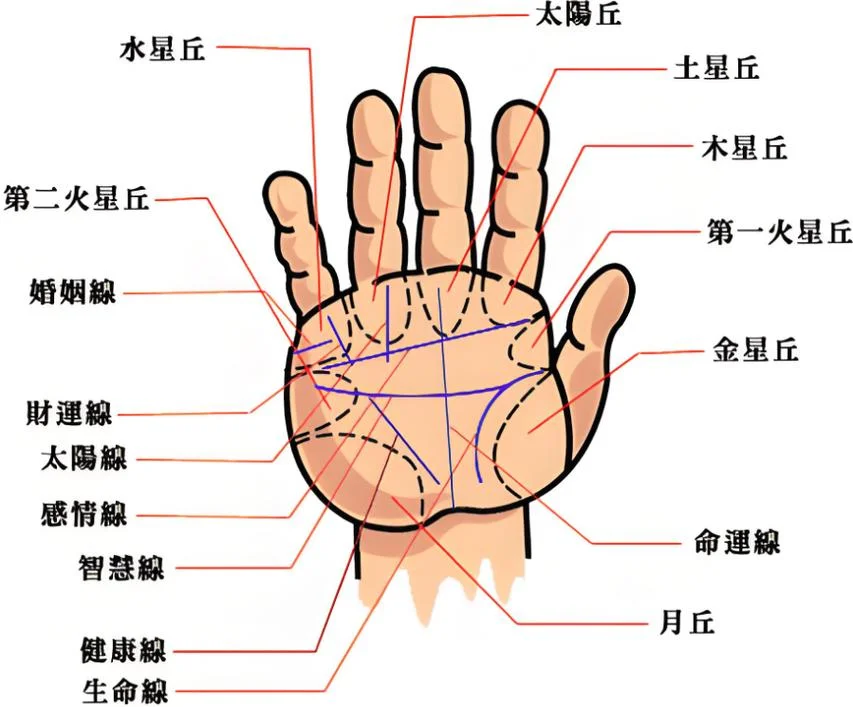 手相哪个手为准-一手相准否