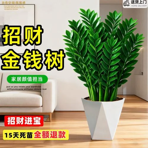 金钱树多少钱_2