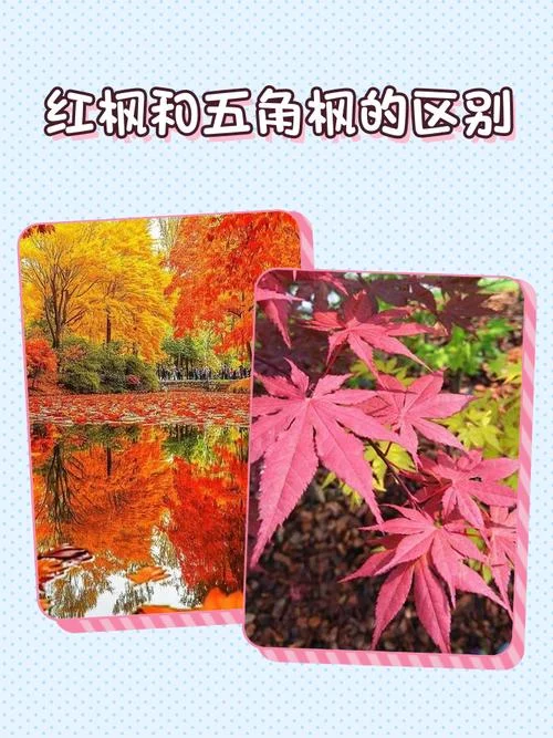 红枫叶图片起名-红枫叶图片创意命名