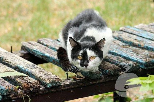 梦见孩子变成猫_2
