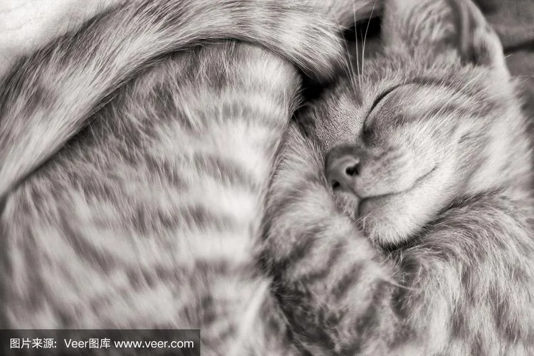 周公解梦梦见猫死了-梦见猫死，周公解梦指意