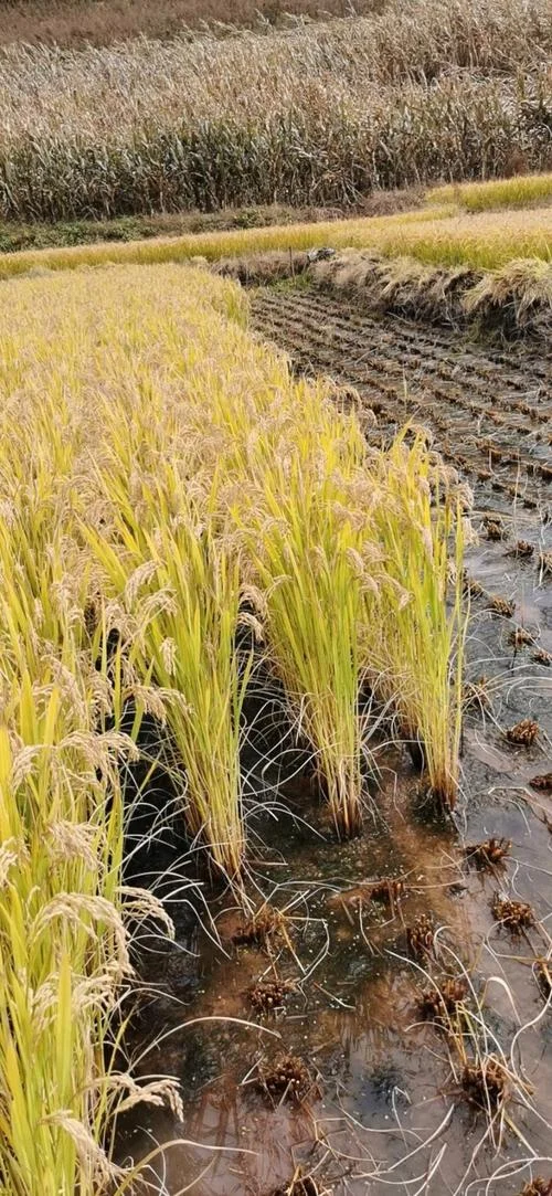 水稻原产地是哪个国家_1