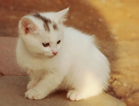 梦见猫有啥讲究_1