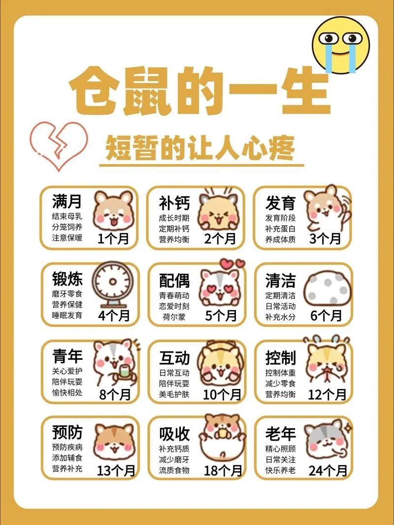 2008年的鼠几月出生好-2008年鼠几月好