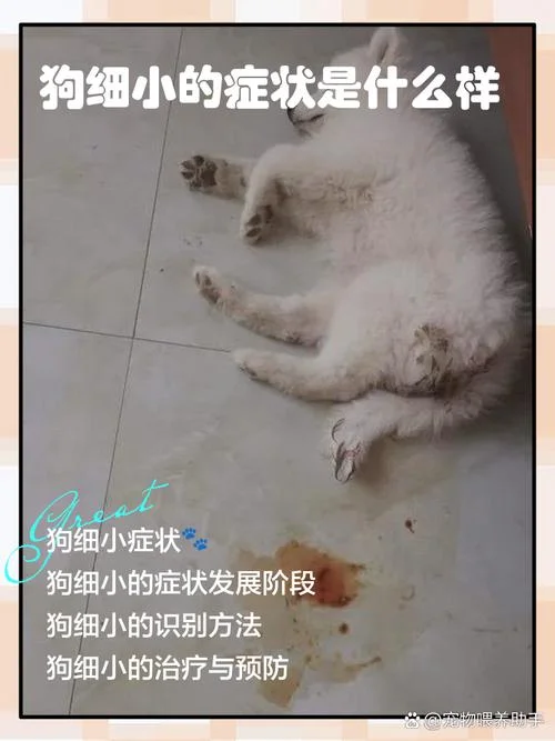 宠物狗历史身体缺陷-宠物狗历史身体缺陷