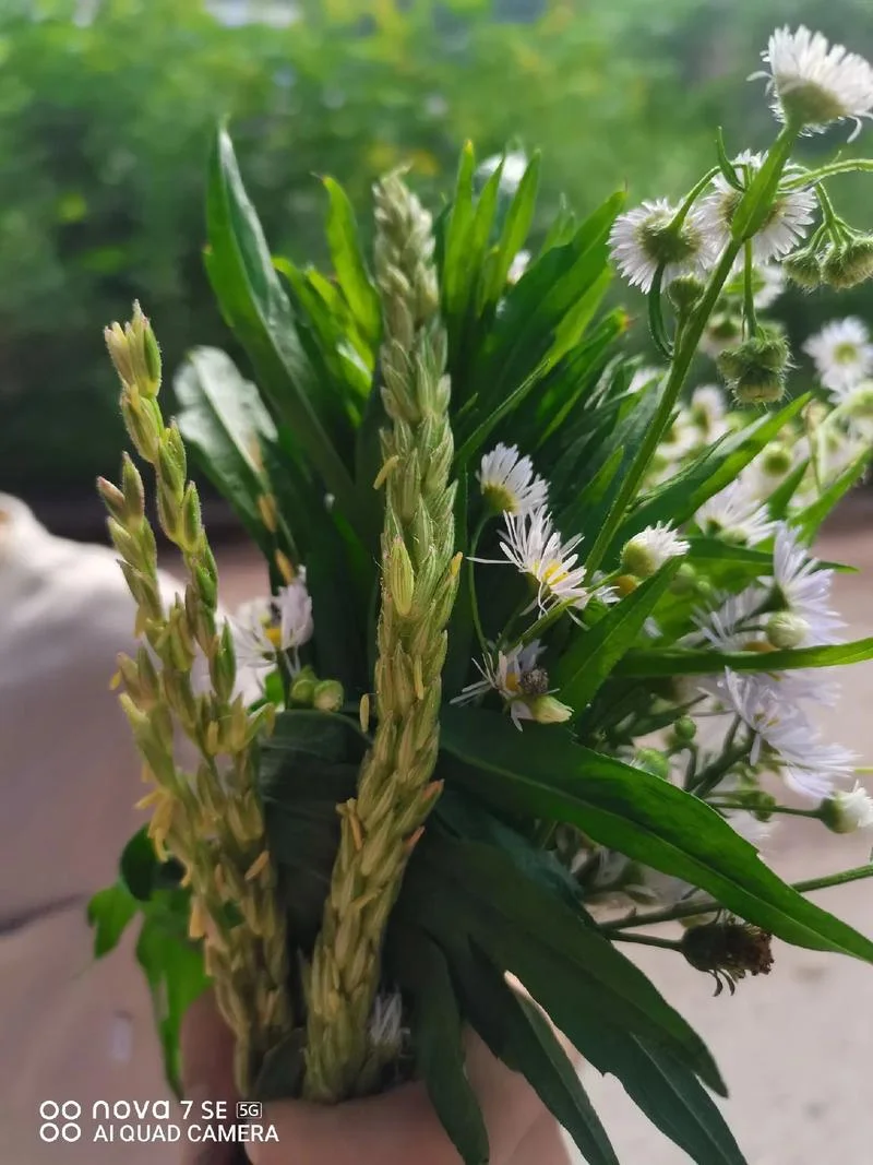 梦到 她采草和花_2