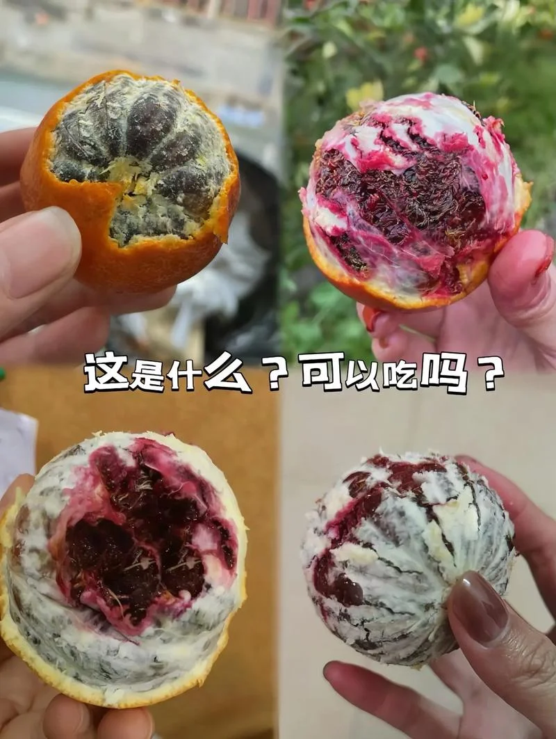 梦见吃烂桔子什么预兆_1