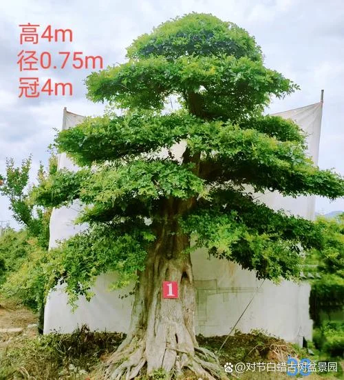 盘景是属于哪个省-盘景归属地