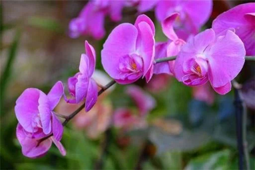 梦见漂亮的花-梦见绚丽花朵