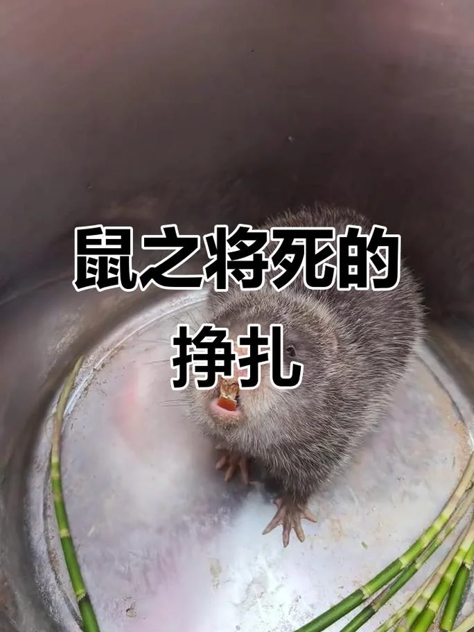 梦见打死一只大老鼠_1