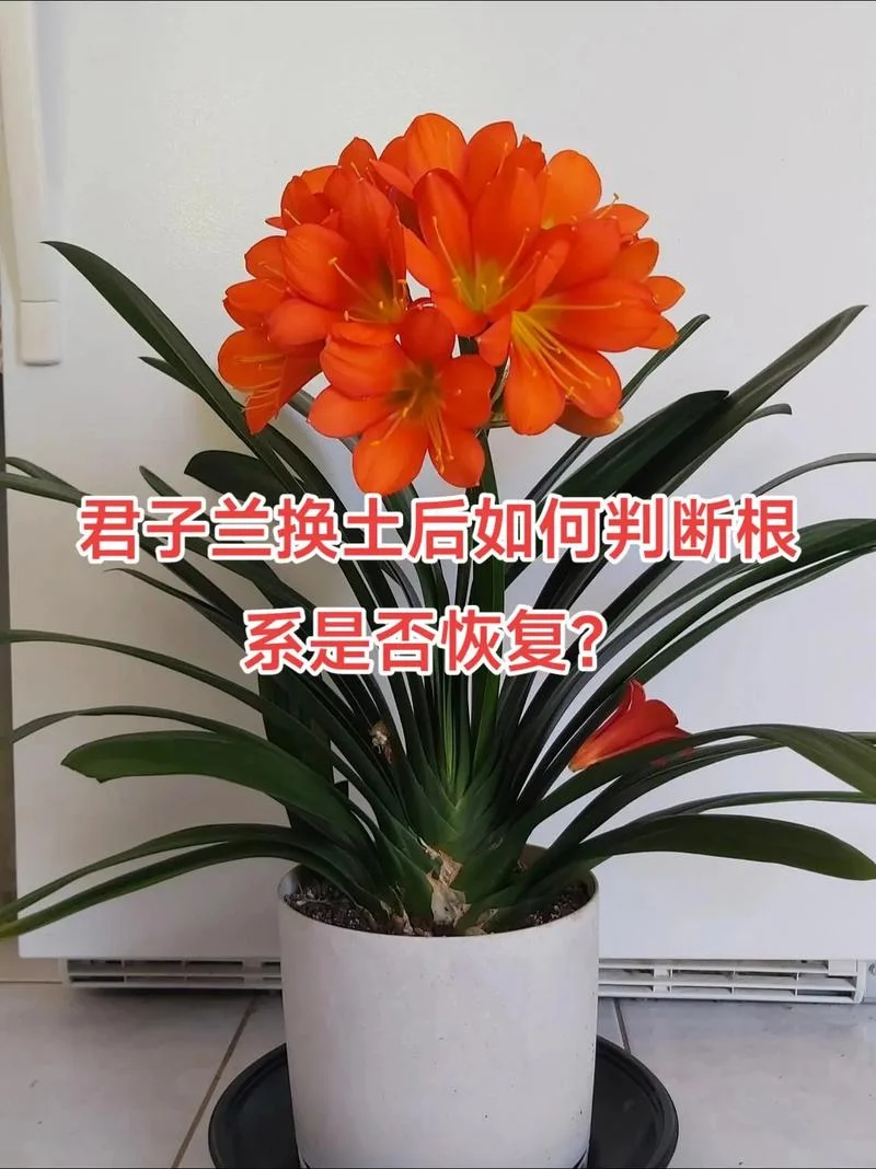 君子兰怎么识别_1