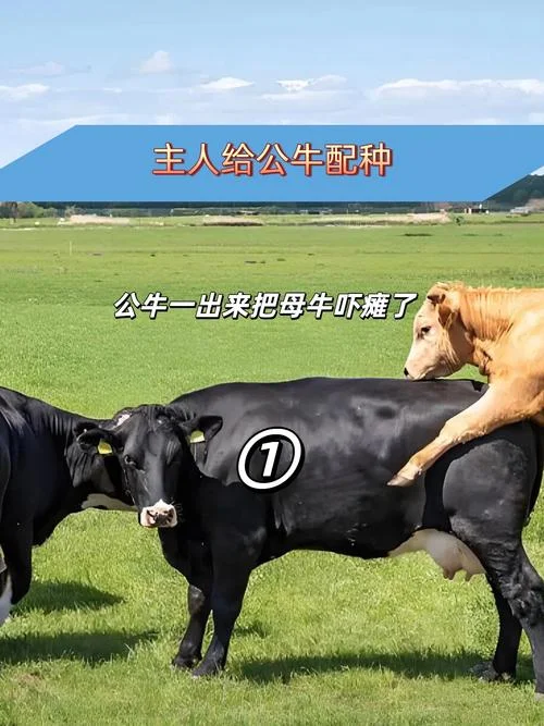 梦见帮牛配种_2