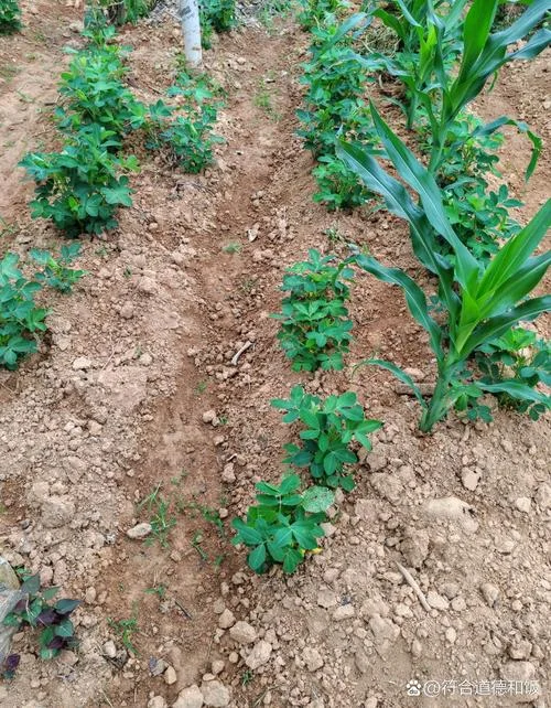梦见种花生是什么情况_2