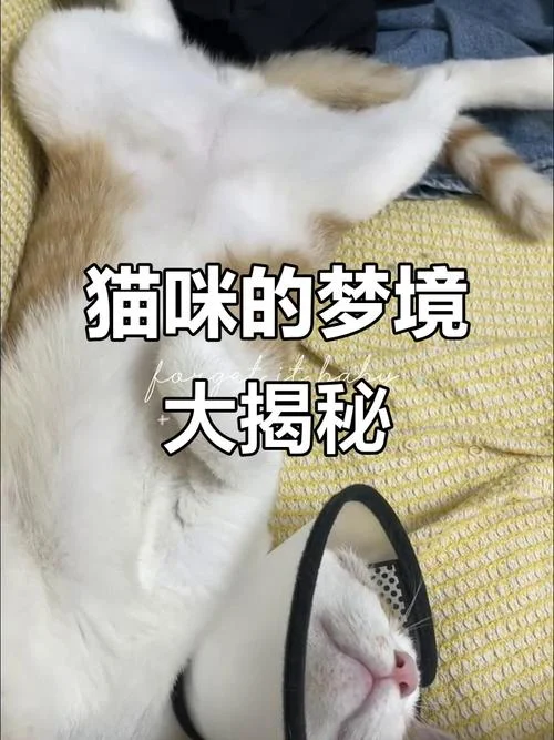 梦见一堆小猫咪是什么预兆_2