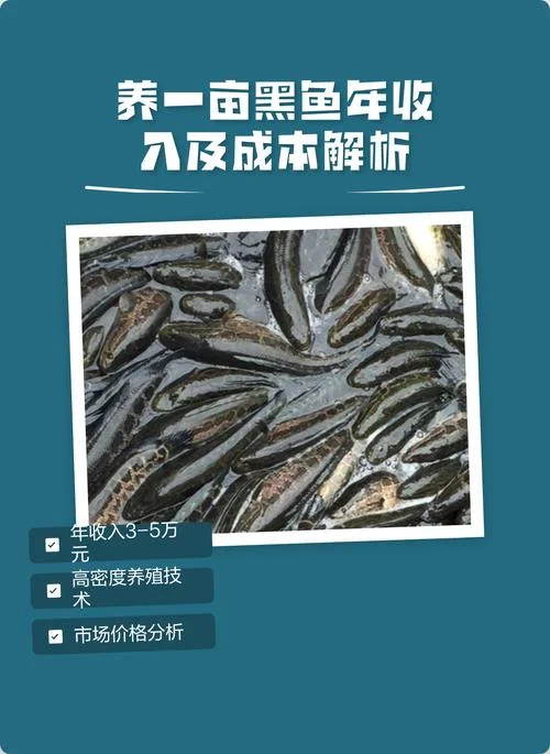 蚂蝗养殖成本多少一亩_1