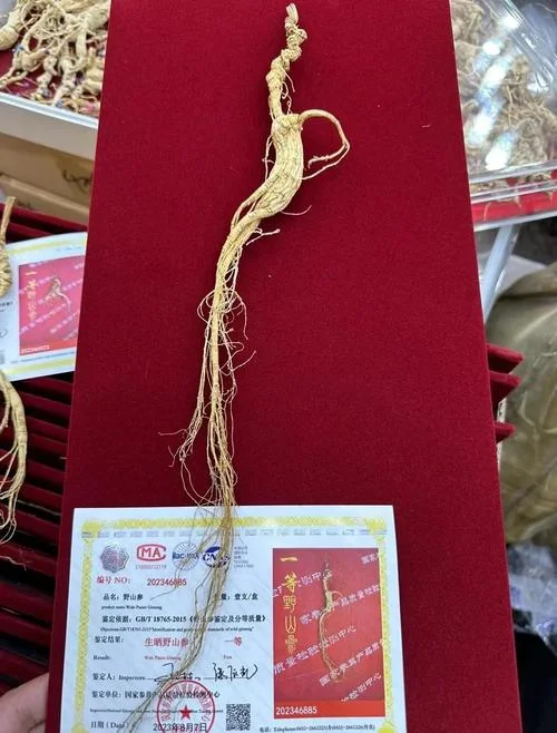 山参证书编号查询_1