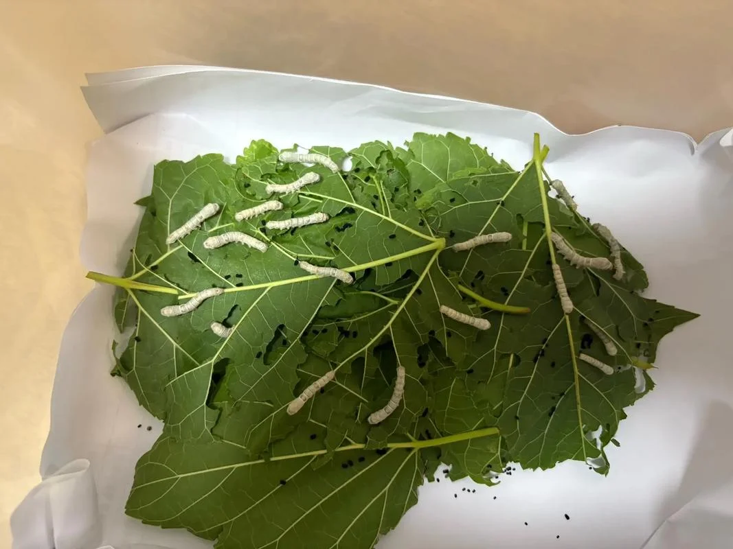 蚕宝宝蜕皮_2